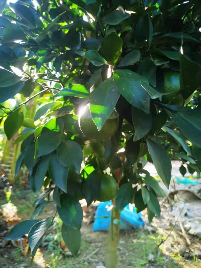 常见的热带水果大全，有哪些常见的热带水果（这些热带水果你吃过吗）