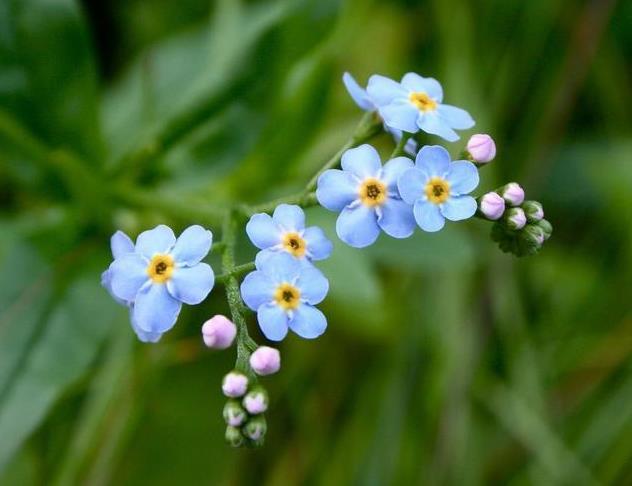 勿忘我花语，勿忘草中永恒爱（勿忘我鲜花图片）