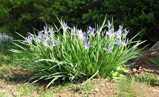 琯什么意思解释，琯字笔画笔顺（如何准确理解“蒹葭苍苍”）