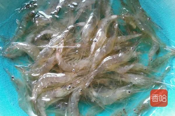 白虾怎么做好吃又简单，水煮白虾要怎样煮才好吃（比大虾都贵的小白虾）