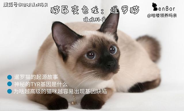 暹罗国是哪个国家（猫界变色龙：暹罗猫）