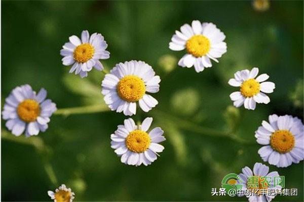 洋甘菊的花语是什么寓意，洋甘菊花语及养护方法