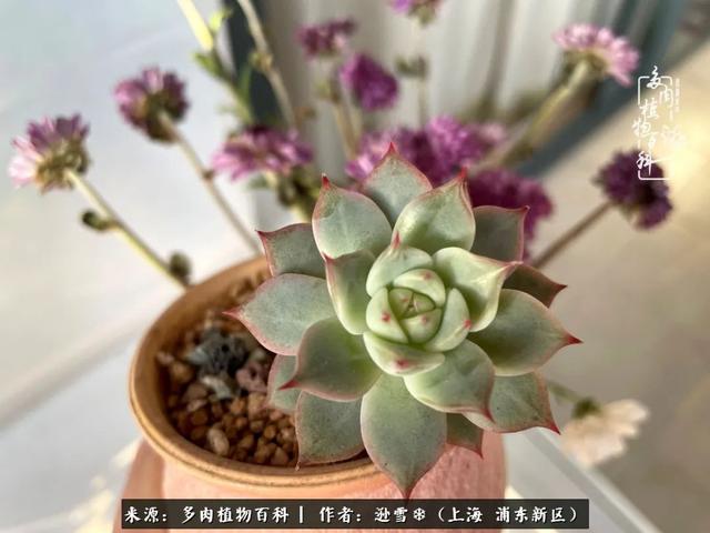 多肉植物图片，感恩相遇，余生相互关照（若绿多肉植物图片）