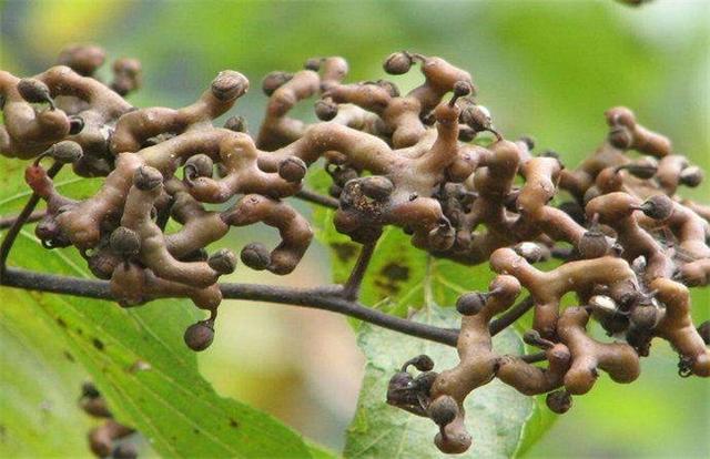 拐枣种植技术，拐枣种植技术视频（拐枣的高产栽培种植技术）