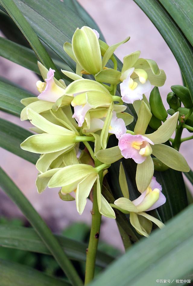 兰花怎么养 手把手教你养殖，兰花怎么养（新手也能养的苗壮开花多）