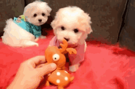 马尔济斯犬掉毛吗，马尔济斯掉毛吗（听我的，千万不要养马尔济斯）