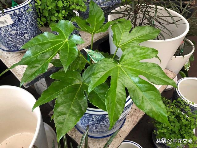 洒金珊瑚，这些四季常青的灌木盆栽适合养阳台上（洒金珊瑚喜阴还是喜阳）