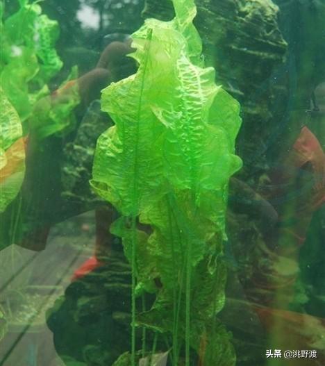 卖弄的近义词，卖弄的近义词有哪些（上联：水性杨花撸一把）