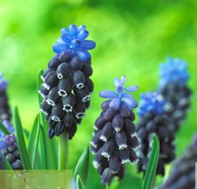 花语传说，一见钟情忘不了（花语传说护肤品）