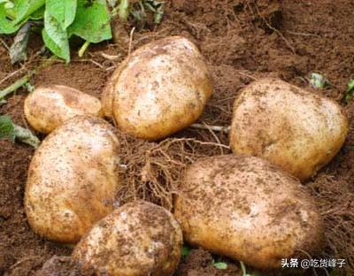 土豆为什么会发芽，土豆为什么发芽怎么保存（刚知道发芽的土豆是咋回事）