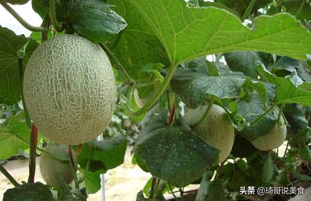 怎样挑选哈密瓜，什么样的哈密瓜好吃（喜欢吃西州蜜瓜的朋友）