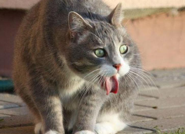 猫咪呕吐怎么办，猫咪呕吐的时候该怎么办（猫咪呕吐是什么原因）