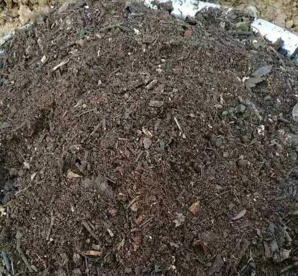 霸王花是火龙果的花吗，昙花、霸王花、火龙果花和令箭荷花的区别（奶奶把一根枝插土里）