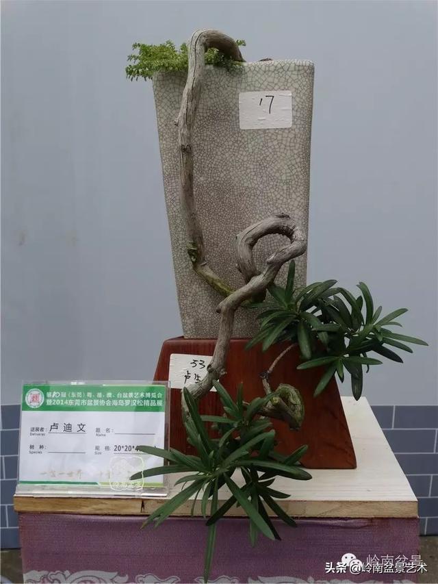 台湾罗汉松，飘逸优雅的海岛罗汉松盆景（台湾罗汉松的养殖方法和注意事项）