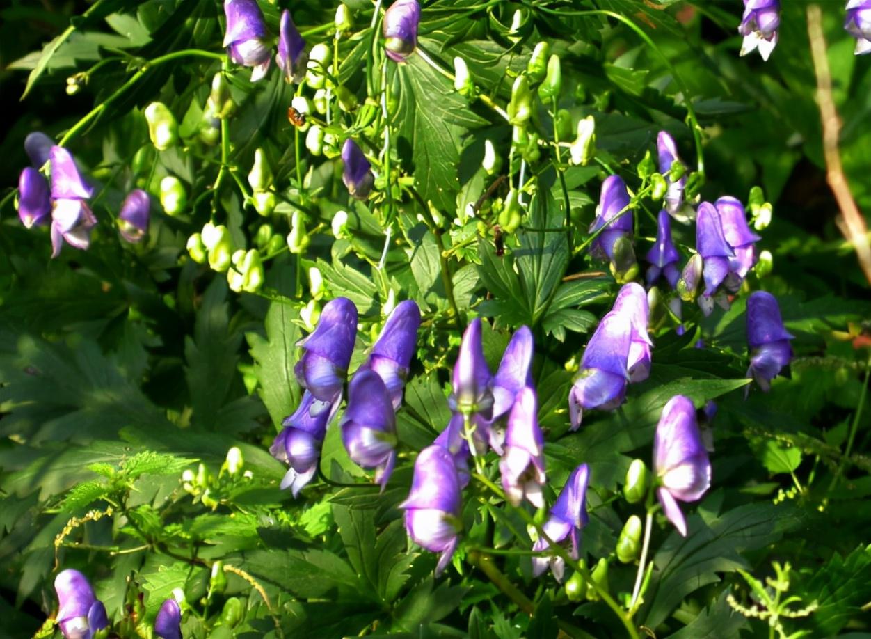 乌头有毒吗(乌头) - 去钓鱼