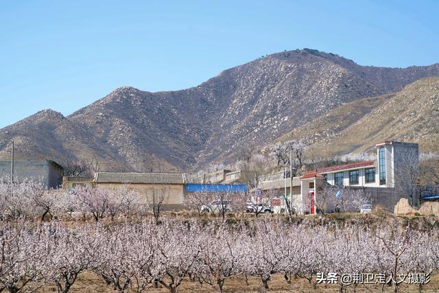杏花村在山西的哪里，山西有没有杏花村（山西运城发现1个杏花村）