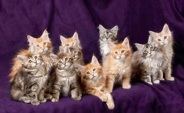 狗配对的时候为什么叫那么惨，12生肖男女婚姻配对宜忌（为什么母猫交配过程中撕心裂肺）