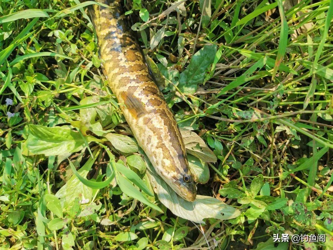 路亚钓黑鱼最佳饵料推荐：选对拟饵轻松上鱼，实战技巧全解析