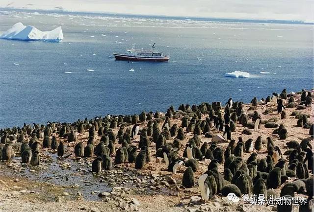 企鹅都有哪几种分别生活在哪里呢，企鹅都有哪些（详解世界上的18种企鹅<一>）