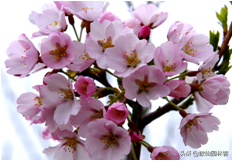 中国樱花有几个品种，中国樱花树品种（这81种樱花）