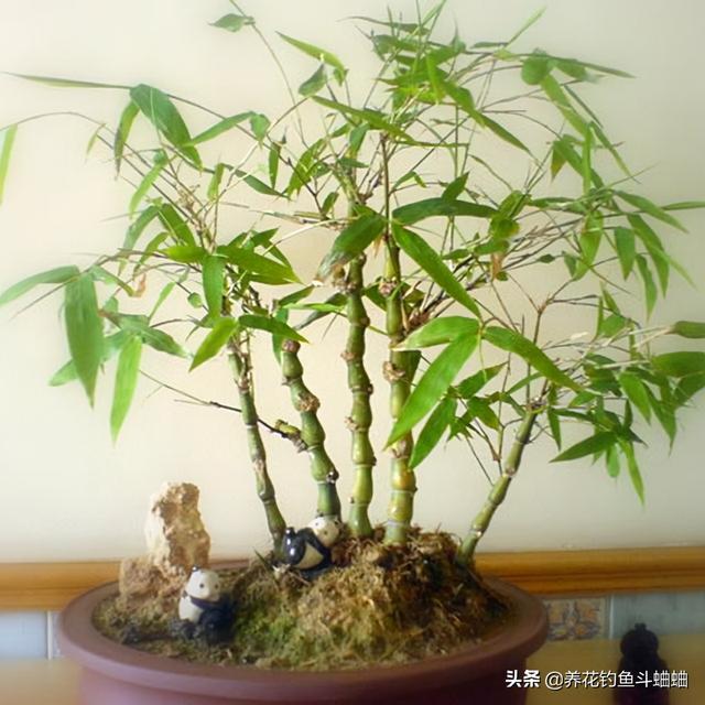 盆栽竹子竹子有哪些品种，室内栽竹子的品种有哪些（这“三种竹”适合家庭养护）
