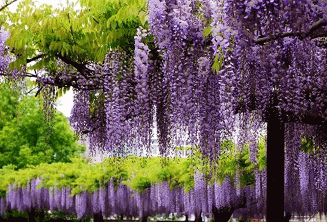藤蔓植物有哪些,长藤的植物有哪些(观花类爬藤植物大全)