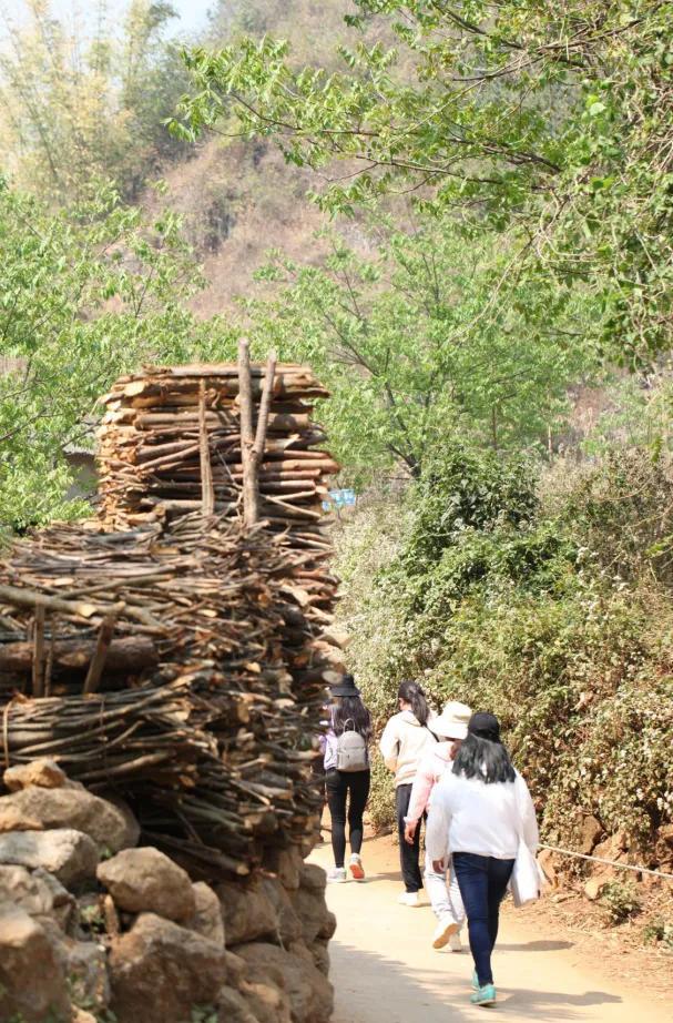 梅子箐古树茶特点，梅子箐古树茶是生普吗（2021年爆火的梅子箐）