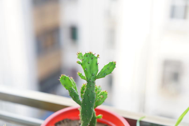 仙人掌的花语，没了营养它咋活（仙人掌的英语怎么说）