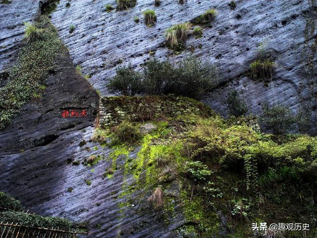母树大红袍与普通大红袍的区别，大红袍母树百科（中国最珍贵植物之一）