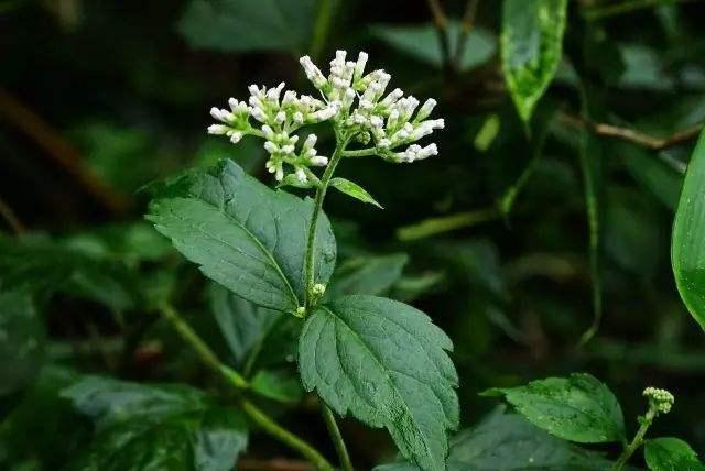 六月雪的功效与作用，“六月雪”和“六月霜”指的是哪几种植物