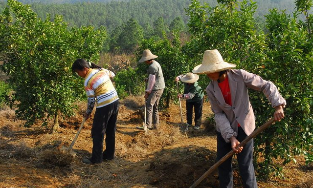 土壤改良剂有哪些，土壤改良剂主要成分（快用土壤改良剂---松土精）