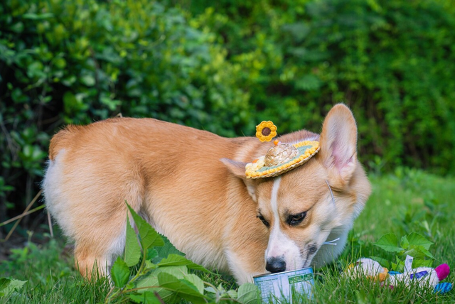萨摩耶一直扑人怎么办，怎么训练萨摩耶不扑人（常见粘人的狗狗排行榜）