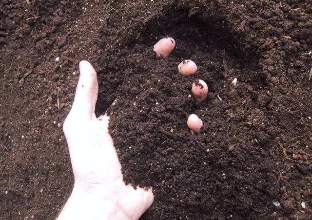 白芷的种植方法，白芷高产种植技术要点