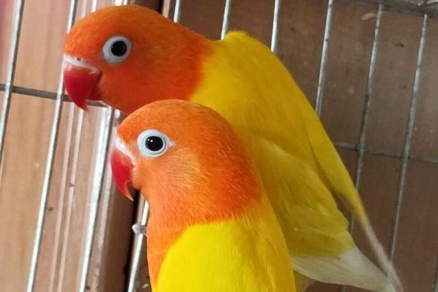 白玉鹦鹉(白羽英文,头类牡丹鹦鹉的所有品种(雪白的鹦鹉叫什么)