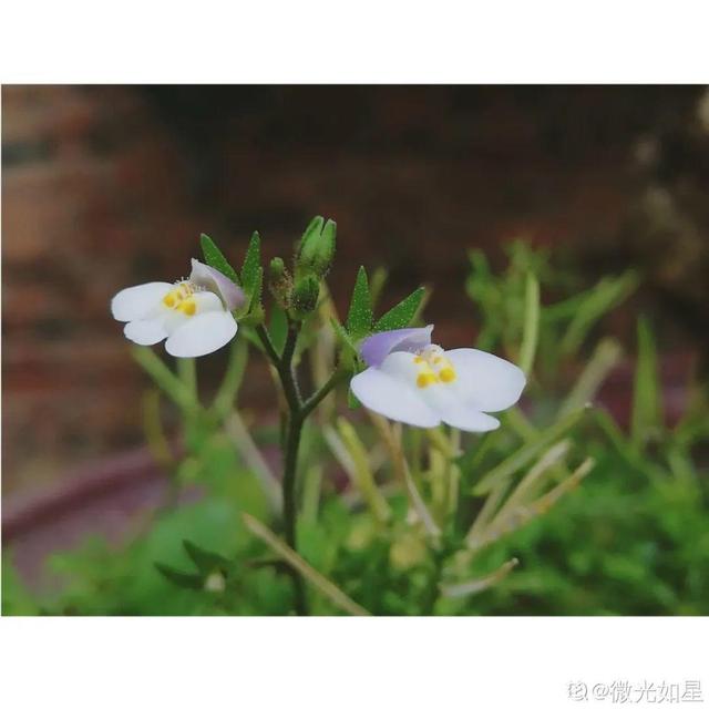 春天的花有什么，春天的花有几种分别是什么（40种小野花）