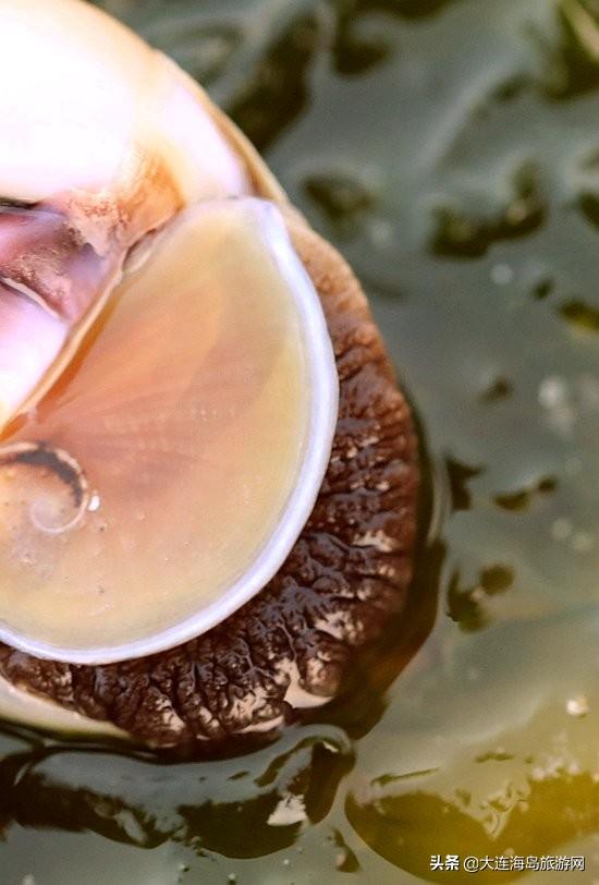 大连西中岛怎么样，西中岛旅游攻略（2019年五一小长假）