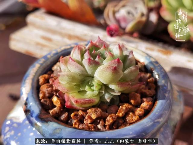 雪候鸟是什么意思，雪候鸟歌词表达什么意思（多肉于我从来不是锦上添花）