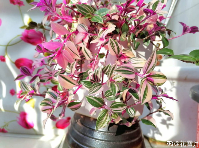 吊兰品种，10种常见“吊兰”（吊兰品种有哪些）