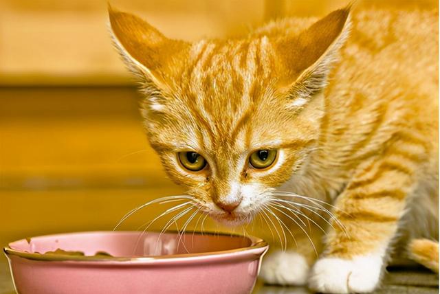 猫咪上火的症状，幼猫上火是什么症状（不用慌，教你降火小妙招）