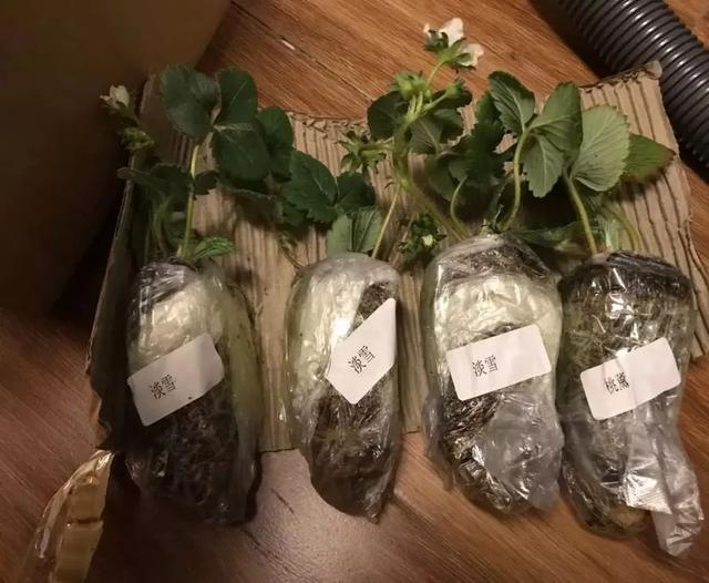 霸王花是火龙果的花吗，昙花、霸王花、火龙果花和令箭荷花的区别（奶奶把一根枝插土里）