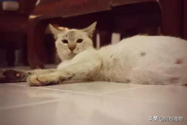 如何辨别猫是否怀孕，如何分辨猫是否怀孕（如何判断我的猫咪是否怀孕了）