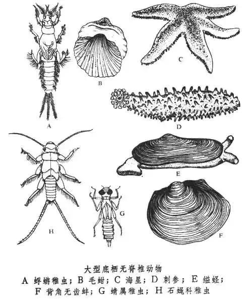 为什么盛极一时的腕足动物会衰退，腕足动物为什么不是软体动物（最原始的生物-无脊椎动物）