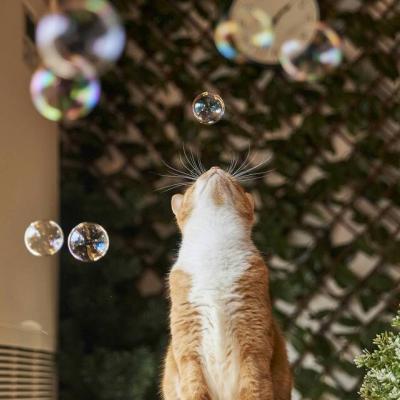 猫猫头像微信，猫猫头像（高清微信萌宠头像可爱小猫咪）