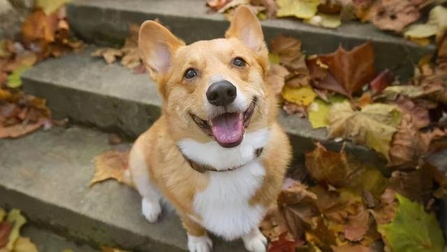 适合独居女生养的护卫犬，女生独居养什么狗防身（这些安全感满满的狗）