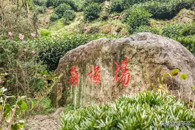 龙井茶产地在哪里，龙井茶的产地是哪里（不同产区有啥不一样）