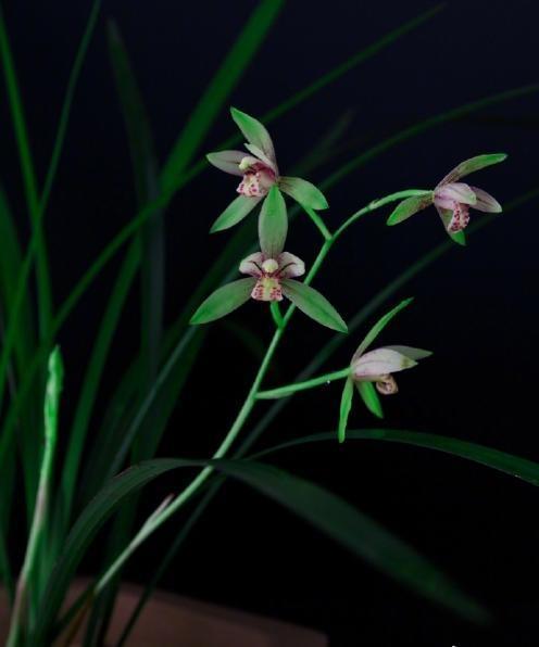 喝红酒适合发朋友圈的句子，喝红酒适合发朋友圈的句子简短（品红酒感悟人生的说说）