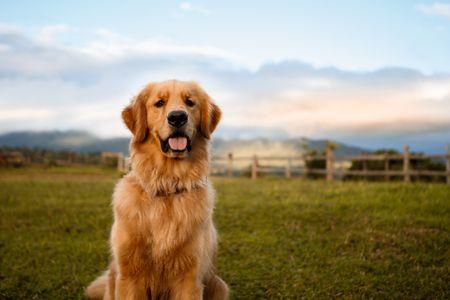 牧羊犬有多少类 牧羊犬分为