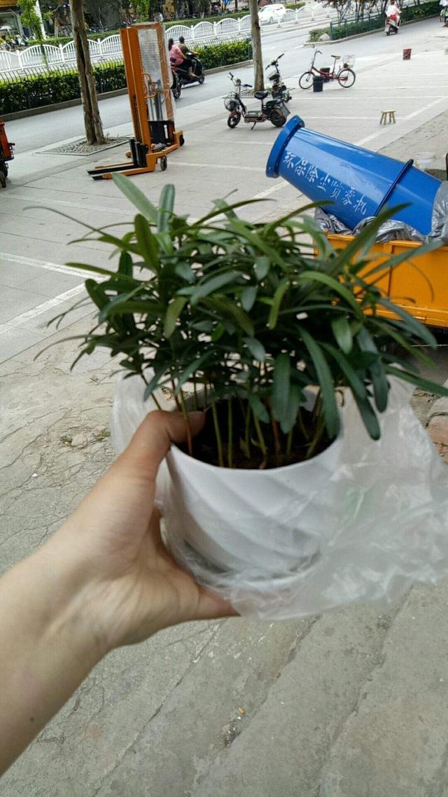 罗汉松是什么，细节不能忽视，注意这8点