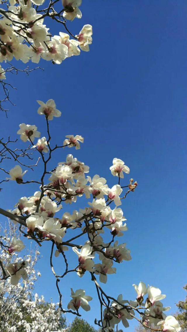 关于桃花最出名的诗句，关于桃花最出名的诗句有哪些（86句关于桃花的唯美诗句）