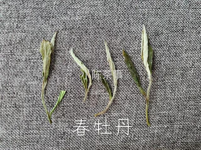 白牡丹茶怎么泡，白牡丹是什么茶（白茶春牡丹和秋牡丹）